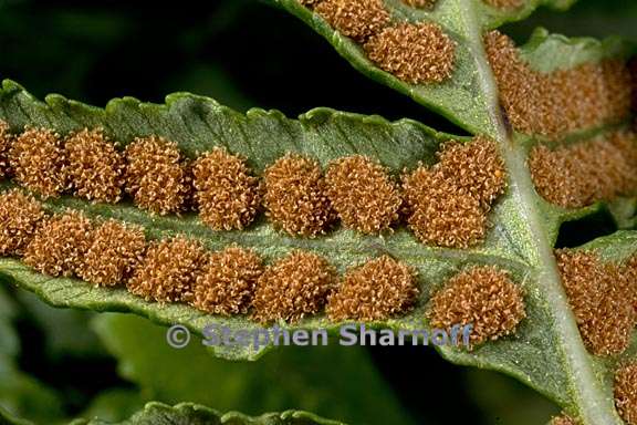 polypodium californicum 3 graphic